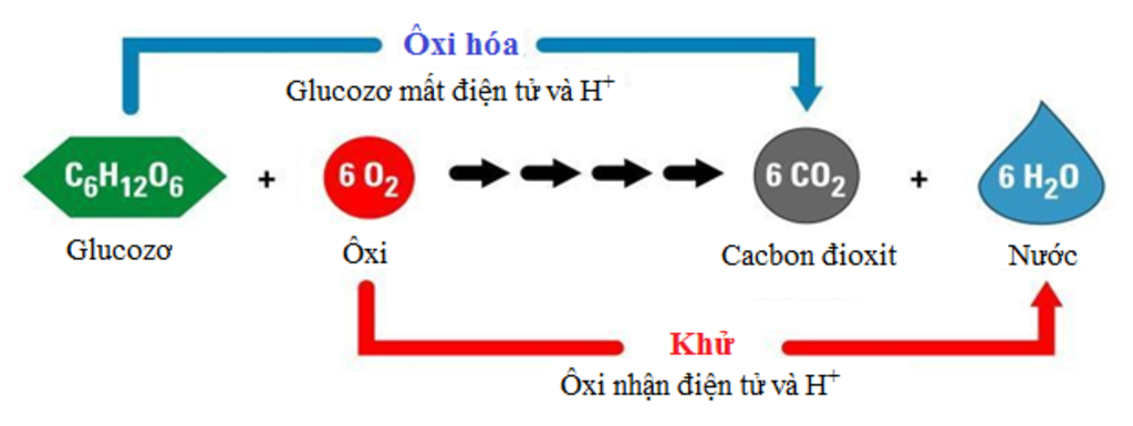 hay-trinh-bay-giua-qua-trinh-quang-hop-va-ho-hap-o-thuc-vat