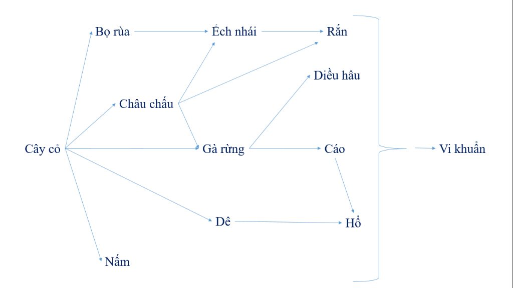 hay-ve-1-luoi-thuc-an-trong-do-co-cac-sinh-vat-sau-cay-co-bo-rua-ech-nhai-ran-chau-chau-dieu-hau