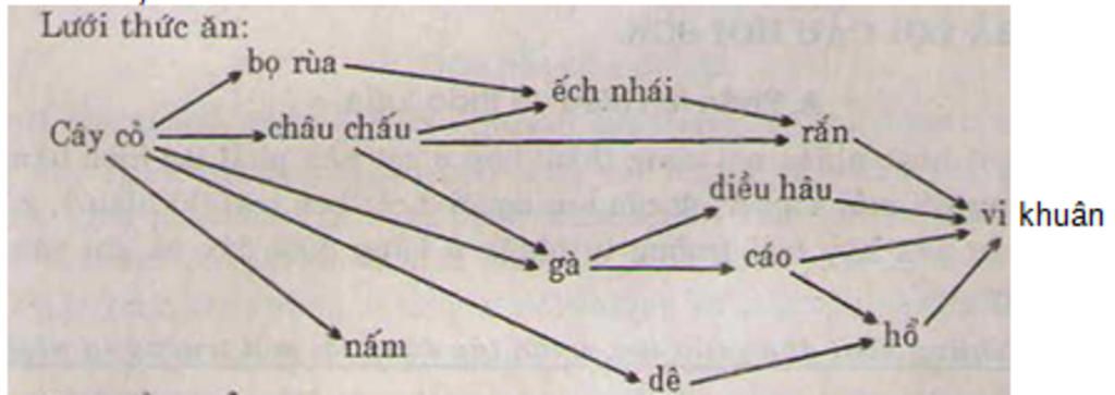 hay-ve-mot-luoi-thuc-an-trong-do-co-cac-sinh-vat-cay-co-bo-rua-ech-nhai-ran-chau-chau-nam-vi-khu