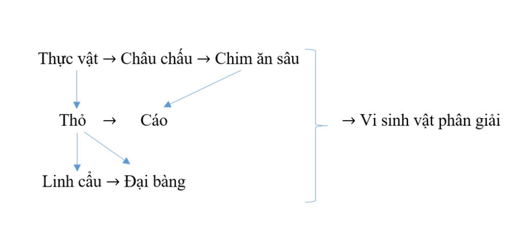 hay-ve-mot-luoi-thuc-an-trong-do-co-cac-sinh-vat-chim-an-sau-thuc-vat-dai-bang-vi-sinh-vat-phan