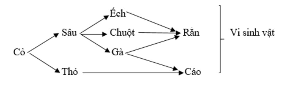 hay-ve-mot-luoi-thuc-an-trong-do-co-it-nhat-5-mat-ich-chung-va-ac-dinh-bac-tieu-thu-trong-luoi-t