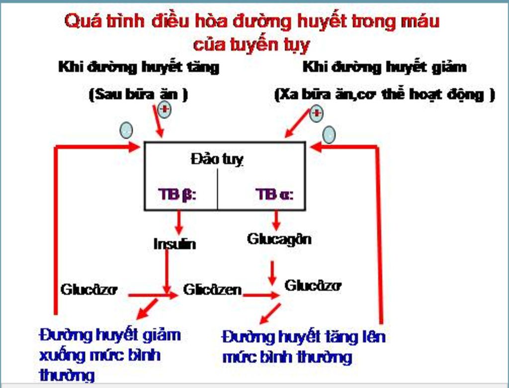 hay-ve-so-do-de-giai-thich-rang-cac-tuyen-noi-tiet-da-dieu-hoa-hoat-dong-cua-nhau-giu-cho-co-the