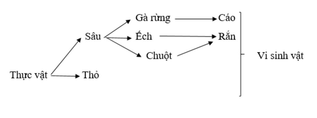 hay-ve-so-do-luoi-thuc-an-voi-cac-sinh-vat-voi-cac-sinh-vat-co-trong-vuon-nha-em-cua-gia-dinh-em