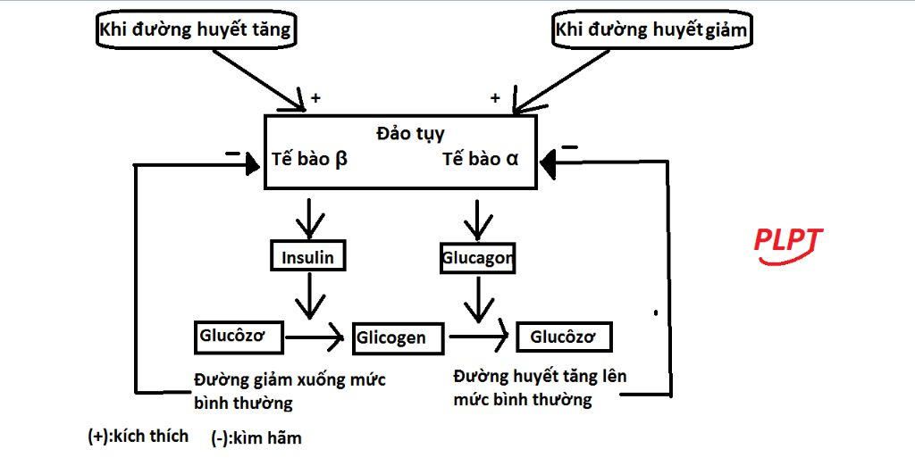 hay-ve-so-do-qua-trinh-dieu-hoa-luong-duong-trong-mau-boi-vai-tro-cua-hoocmon-insunlin-va-glucag