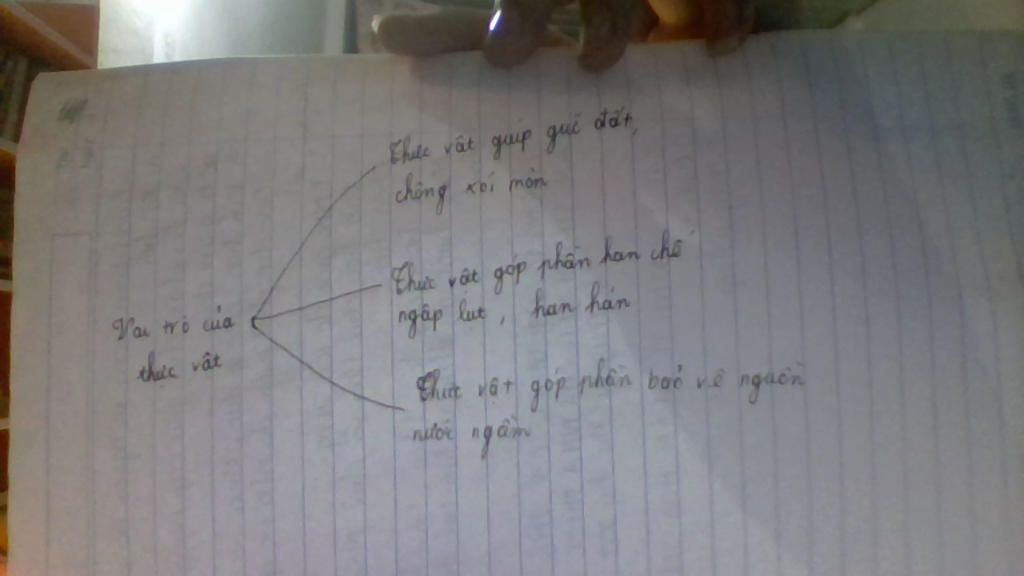 hay-ve-so-do-tu-duy-mon-sinh-hoc-6-bai-47-thuc-vat-bao-ve-dat-va-nguon-nuoc-gom-kenh-hinh-va-ken