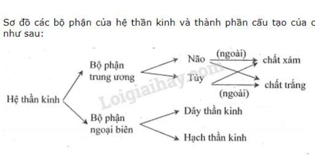 hay-ve-so-do-ve-kien-thuc-chuong-9-than-kinh-va-giac-quan-lop-8