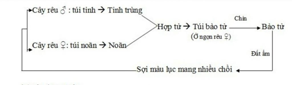 hay-ve-so-do-ve-su-phat-trien-cua-cay-reu-giup-min-nha-min-can-gap-min-hua-like-fl-va-5sao-cho-n