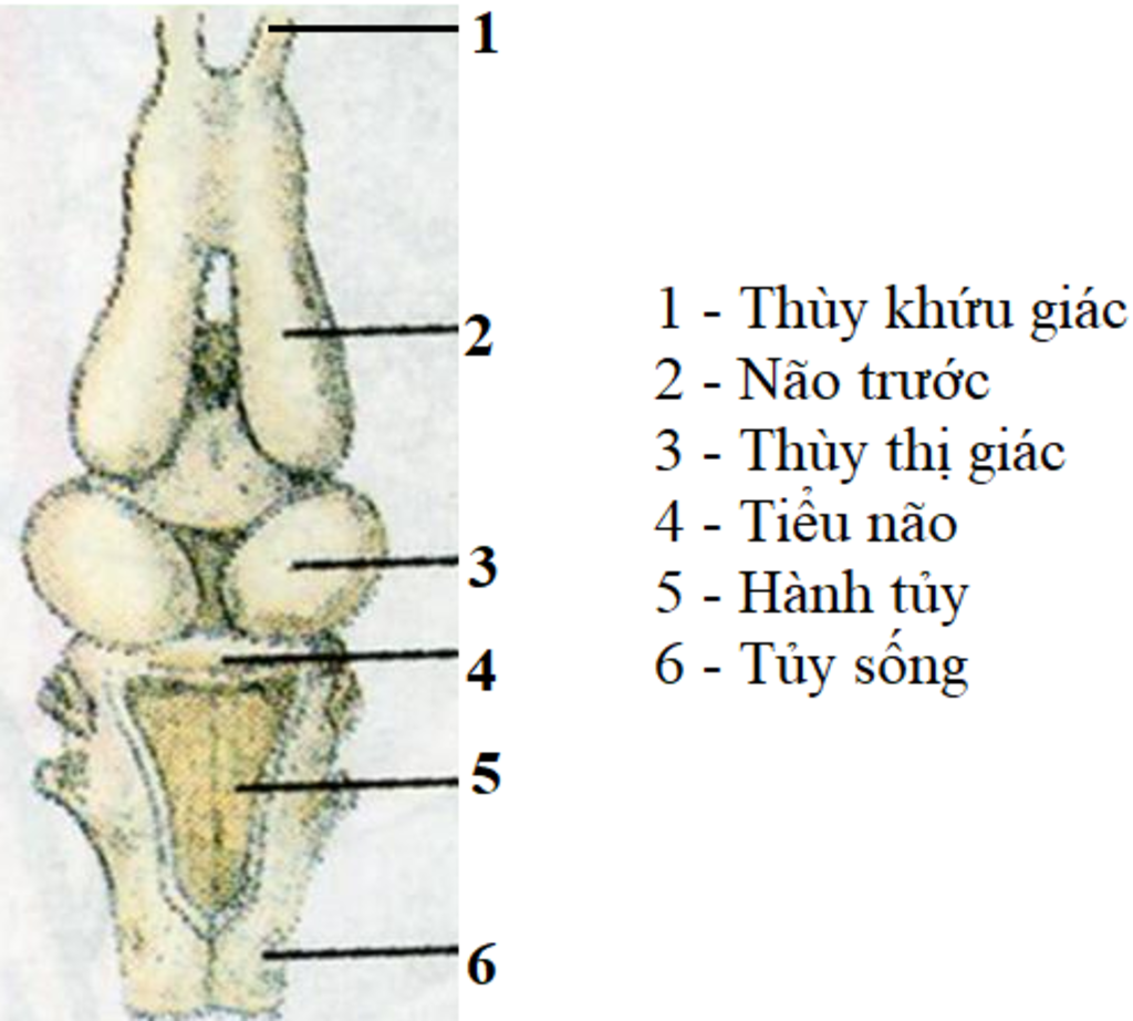 hay-ve-va-ghi-chu-cac-phan-cau-tao-cua-nao-ech-cac-bn-giup-minh-nhaa-mai-minh-nop-bai-r-giup-min