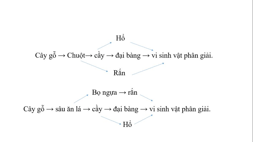 hay-viet-20-chuoi-thuc-an-va-2-luoi-dua-vao-cac-dong-vat-co-trong-hinh-50-2-sgk-1511