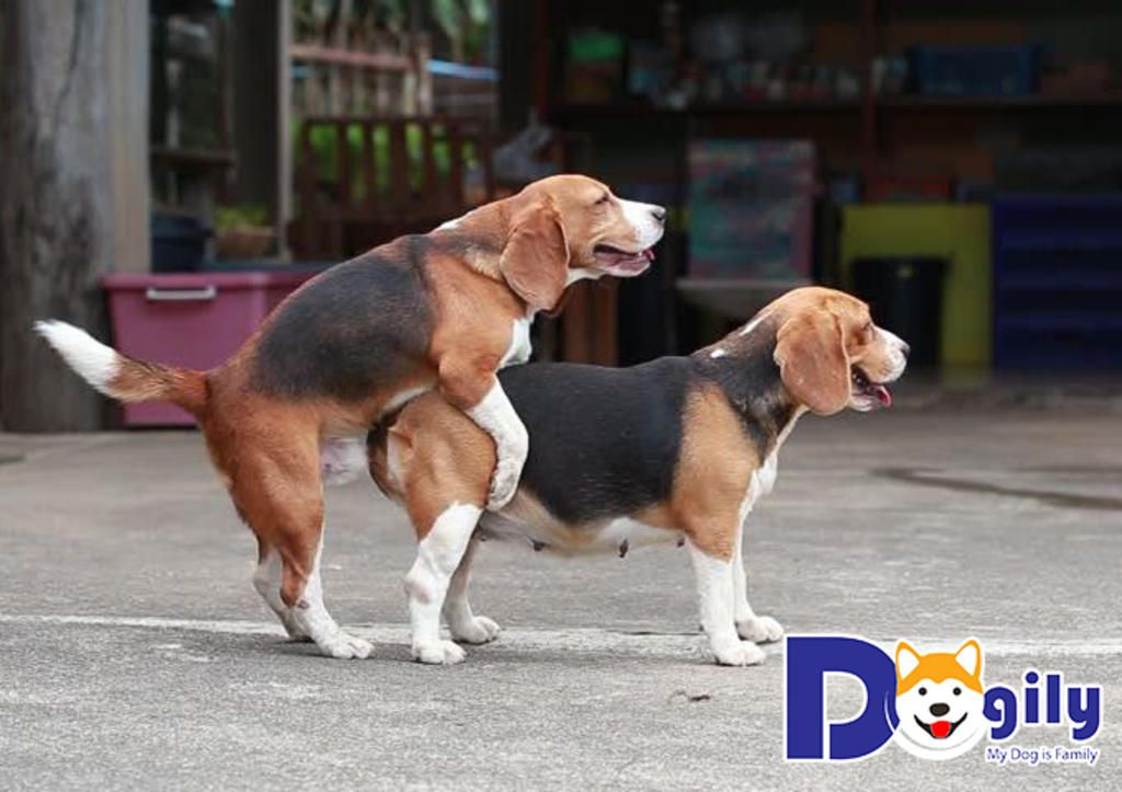 hình ảnh minh họa cho quá trình lai tạo của giống chó hinh-anh-minh-hoa-cho-qua-trinh-lai-tao-cua-giong-cho