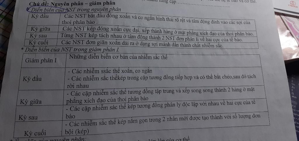 Hình thái NST ở kì nguyên phân và giảm phân (hình ảnh) hinh-thai-nst-o-ki-nguyen-phan-va-giam-phan-hinh-anh