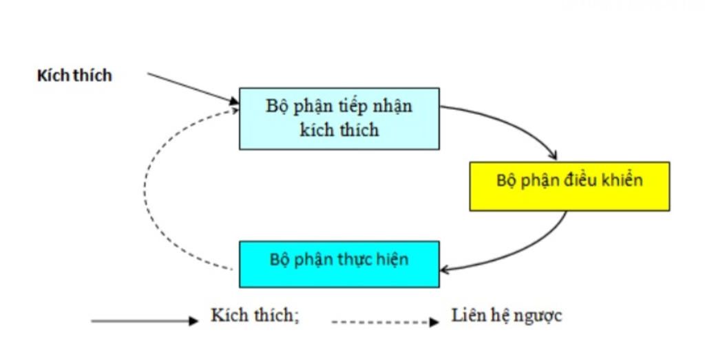 hoan-thanh-cac-so-do-huyet-ap-thap-huyet-ap-cao