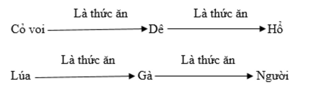 hoan-thien-cac-chuoi-lien-tuc-sau-bang-cach-thay-the-tu-dong-vat-thuc-vat-bang-vat-hay-cay-cu-th