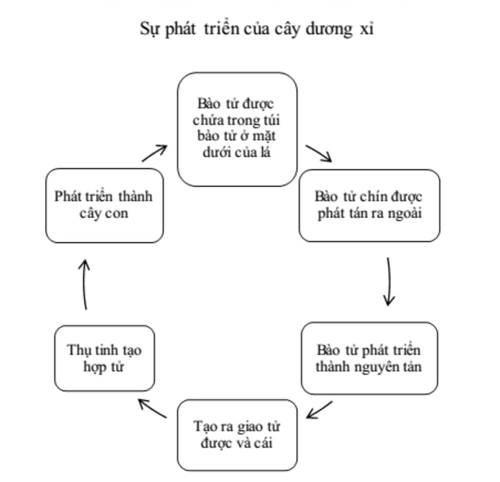 hs-quan-sat-h39-2-su-phat-trien-duong-i-cho-biet-tui-bao-tu-duong-i-nam-o-dau-co-dac-diem-nhu-th