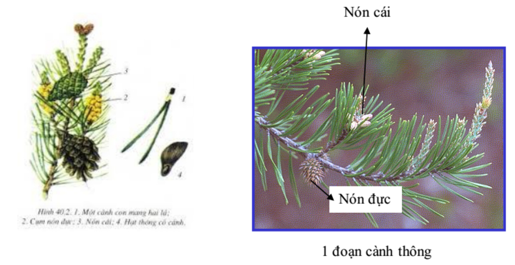 hs-quan-sat-h40-2-doc-thong-tin-sgk-mo-ta-co-quan-sinh-duong-cua-cay-thong