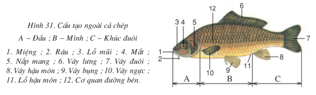 in-hay-giup-minh-cau-1-cho-biet-hinh-dang-co-the-ca-chat-nhay-do-vay-tiet-ra-cach-sap-ep-vay-tre
