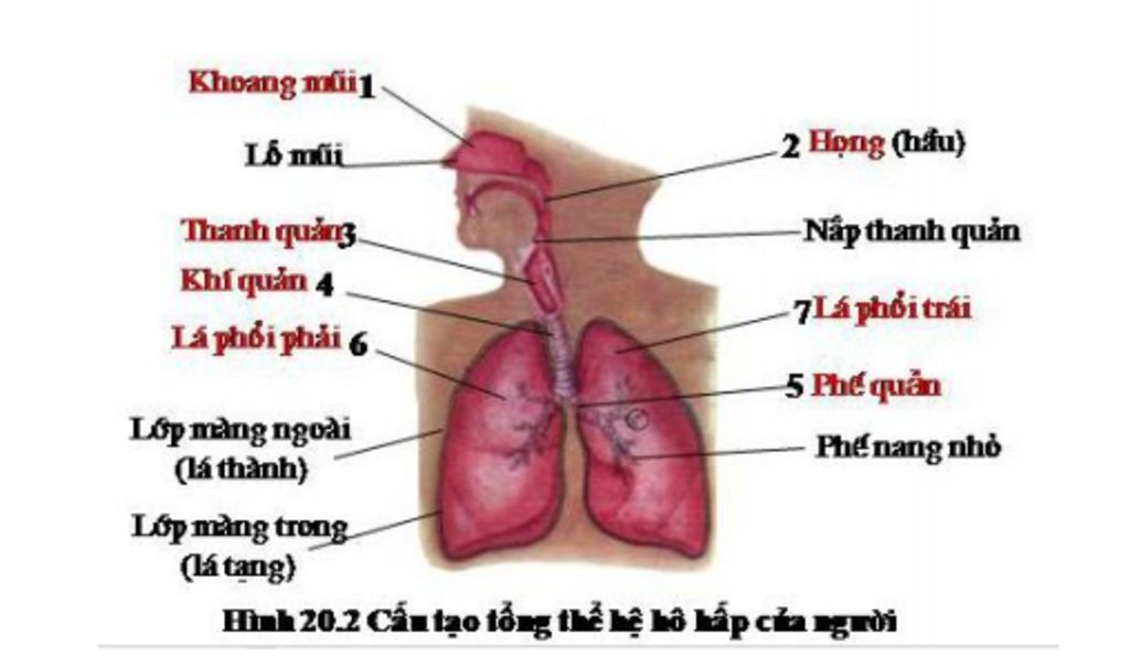 ke-ten-cac-co-quan-ho-hap-va-chuc-nang-cua-chung