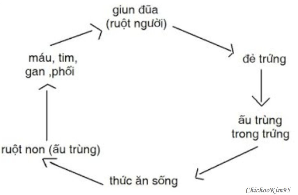 ke-ten-cac-dai-dien-trong-nganh-giun-dat-ve-so-do-vong-doi-cua-giun-dua