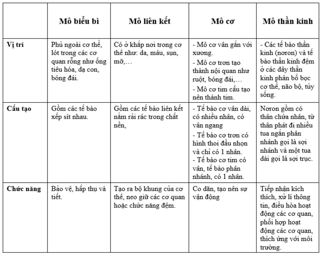 ke-ten-cac-loai-mo-neu-vi-tri-cau-tao-va-chu-nang-cua-tung-loai-mo-do