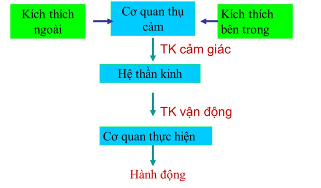 ket-luan-ve-su-hinh-thanh-tap-tinh-cua-thu