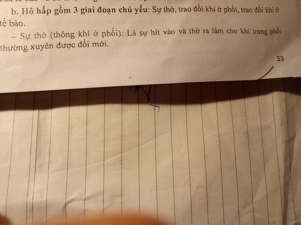 khai-niem-ho-hap-trinh-bay-cac-hoat-dong-ho-hap-khong-khi-o-phoi-trao-doi-khi-o-phoi-va-te-bao