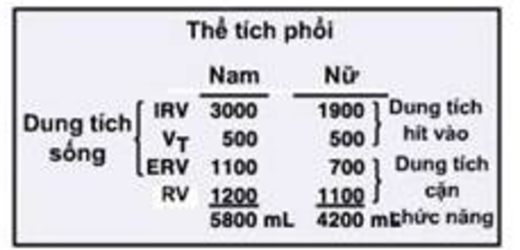 khi-hit-vao-thi-the-tich-long-nguc-va-ap-suat-khong-khi-trong-phoi-thay-doi-nhu-the-nao