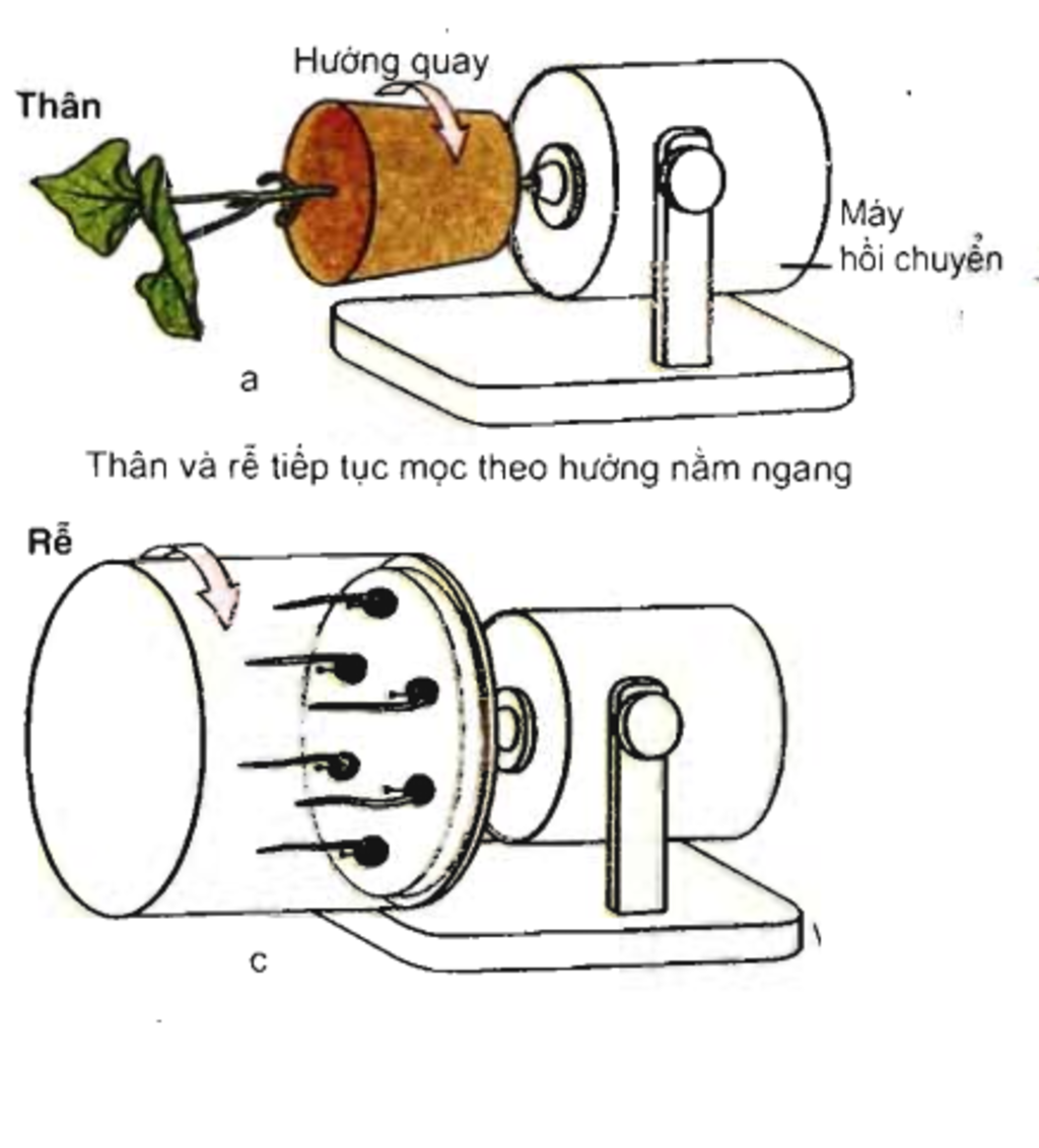 khi-thuc-hien-thi-nghiem-trong-cay-trong-dieu-kien-khong-trong-luc-su-sinh-truong-cua-hat-moi-na