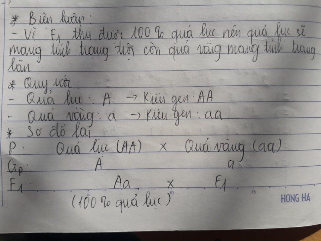 lai-dau-ha-lan-qua-luc-voi-dau-ha-lan-qua-vang-f1-thu-duoc-100-qua-luc-cho-f1-tu-thu-phan-thi-ti