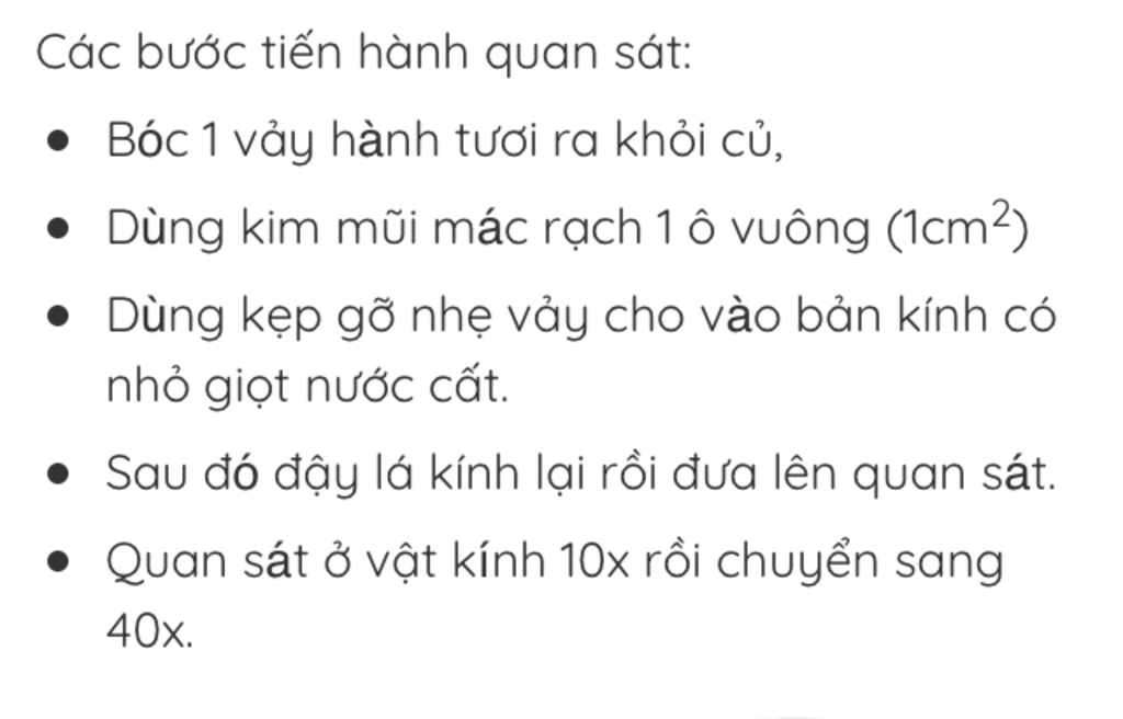 lam-bai-tuong-trinh-quan-sat-te-bao-thuc-vat-sinh-hoc-lop-6-nha-cac-ban