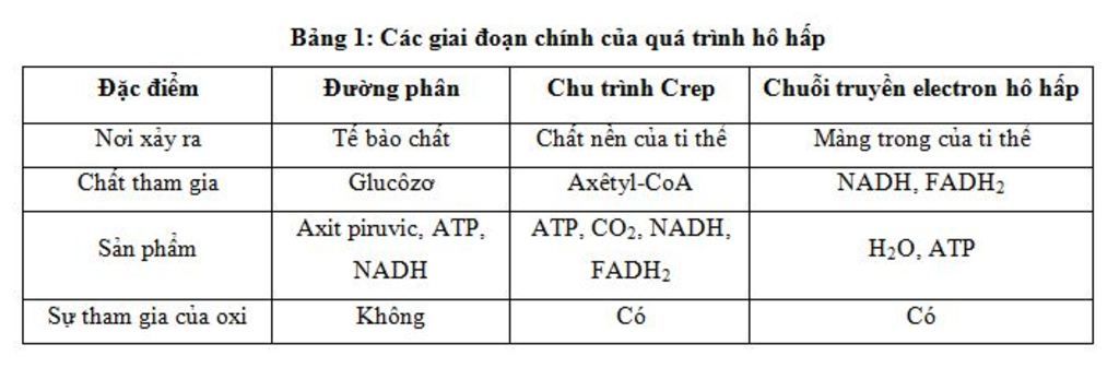 lam-ro-cac-giai-doanj-phan-giai-hieu-khi-o-thuc-vat-ve-vi-tri-nguyen-lieu-va-san-pham