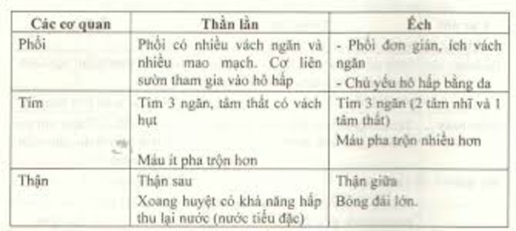 lap-bang-so-sanh-cau-tao-cac-co-quan-tim-phoi-cua-than-lan-va-ech