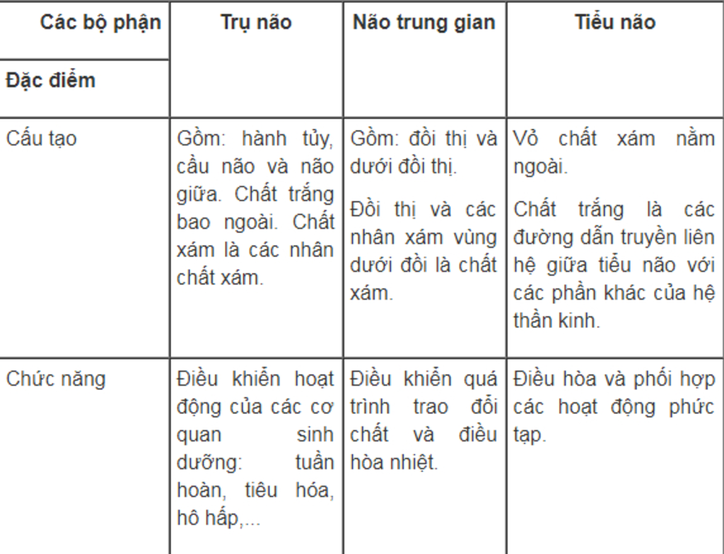 lap-bang-so-sanh-cau-tao-va-chuc-nang-tru-nao-nao-trung-gian-va-tieu-nao