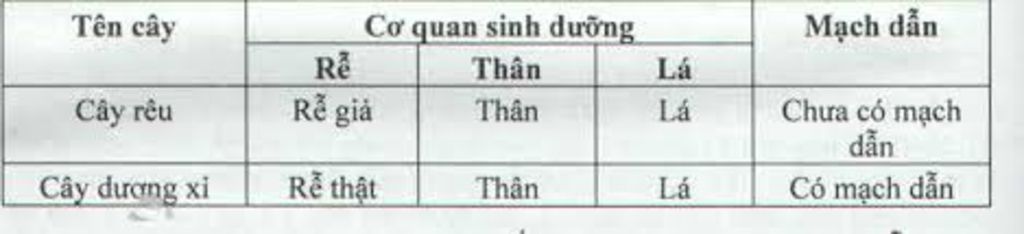 lap-bang-so-sanh-co-quan-sinh-duong-cua-tao-reu-duong-i-thong