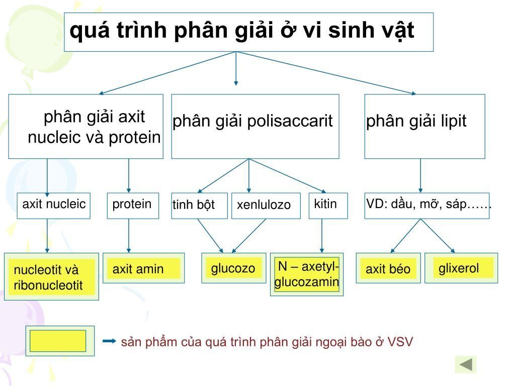 lap-so-do-qua-trinh-phan-giai-protein-polisaccarit