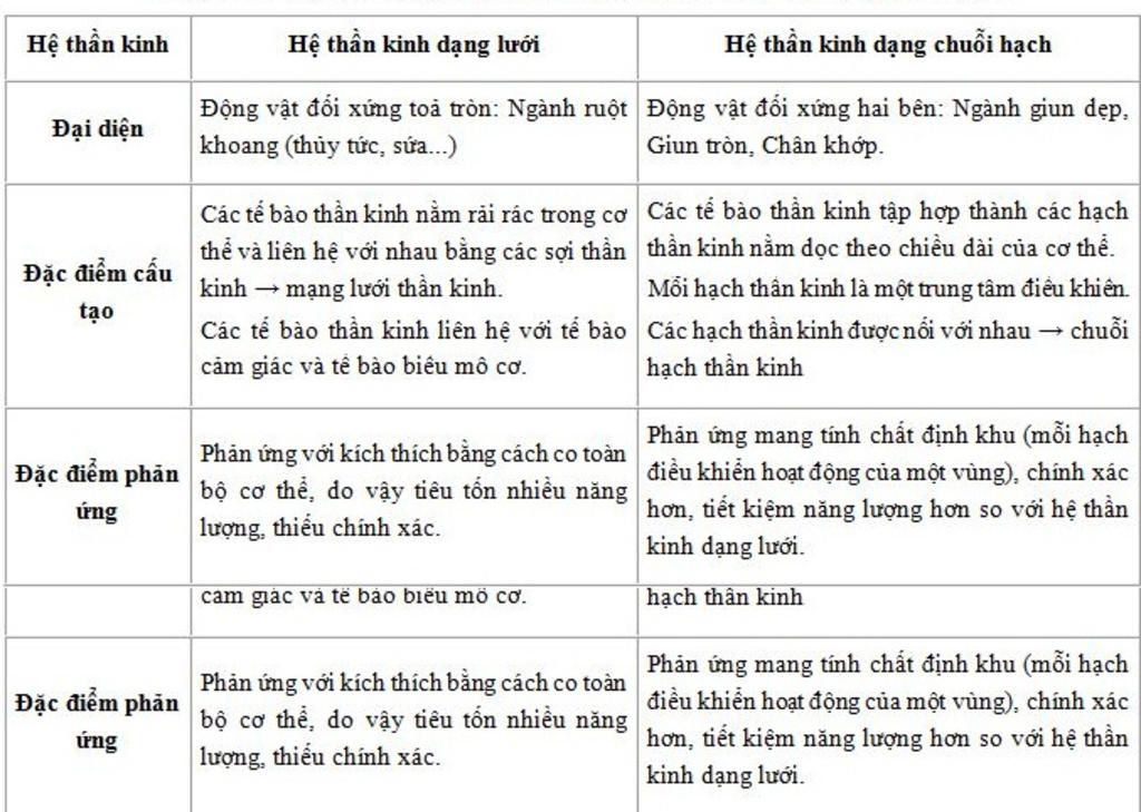 lay-vi-du-de-lam-ro-su-khac-nhau-cua-than-kinh-dang-luoi-va-dang-chuoi-hach