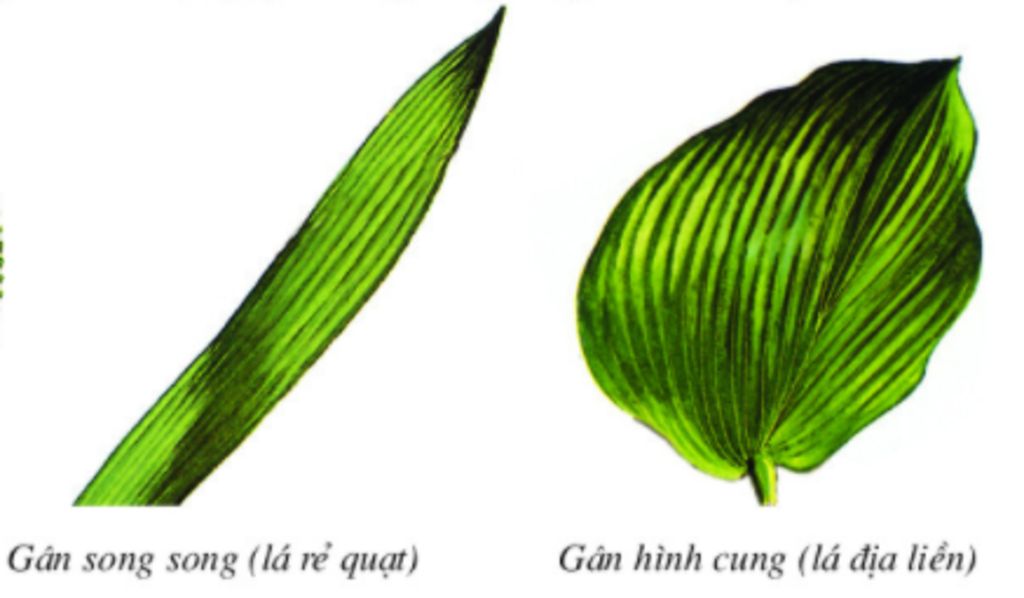 lay-vi-du-ve-gan-la-hinh-vong-cung-song-song