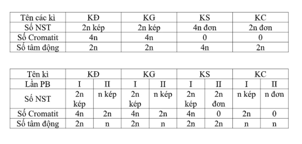 loai-ngo-co-bo-nst-2n-20-hay-cho-biet-so-nst-don-nst-kep-cromatit-tam-dong-co-trong-1-te-bao-o-c