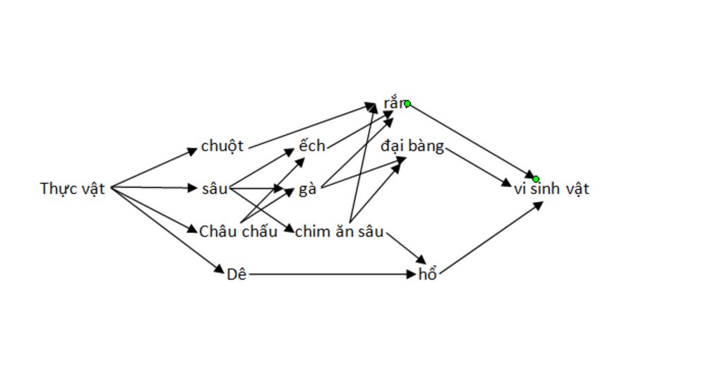 lua-chon-cho-minh-1-he-sinh-thai-viet-1-luoi-thuc-an-trong-he-sinh-thai-ma-em-chon-sau-khi-ghi-p