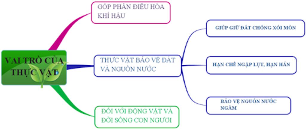 minh-can-gap-a-so-do-tu-duy-bai-47-thuc-vat-bao-ve-dat-va-nguon-nuoc