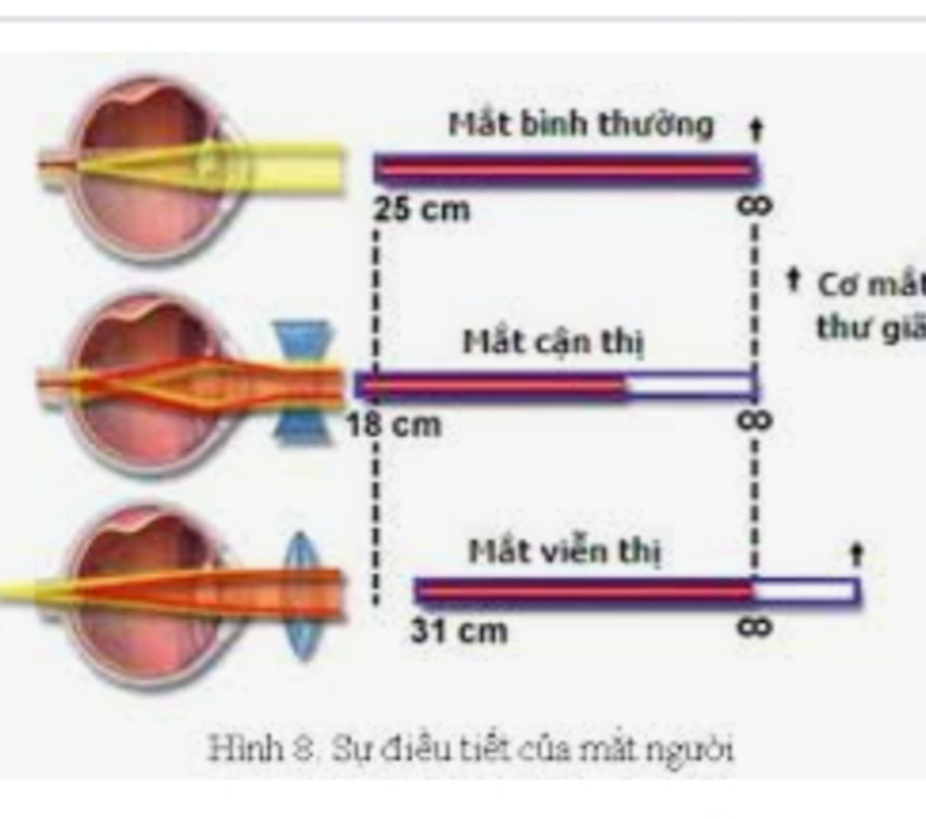 minh-hoa-kha-nang-dieu-tiet-cua-mat-khi-nhin-vat-o-gan-bang-so-do