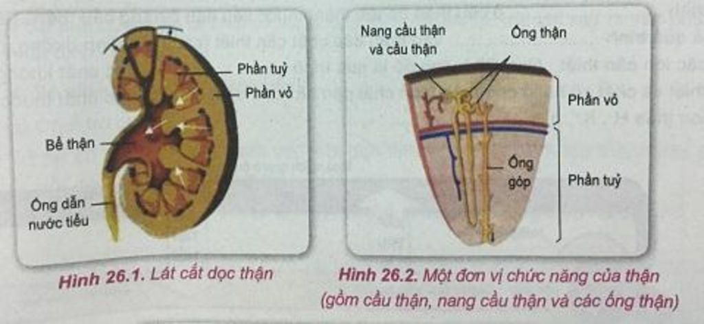 mo-cau-tao-he-bai-tiet-nc-tieu-neu-qua-trinh-hinh-thanh-soi-than