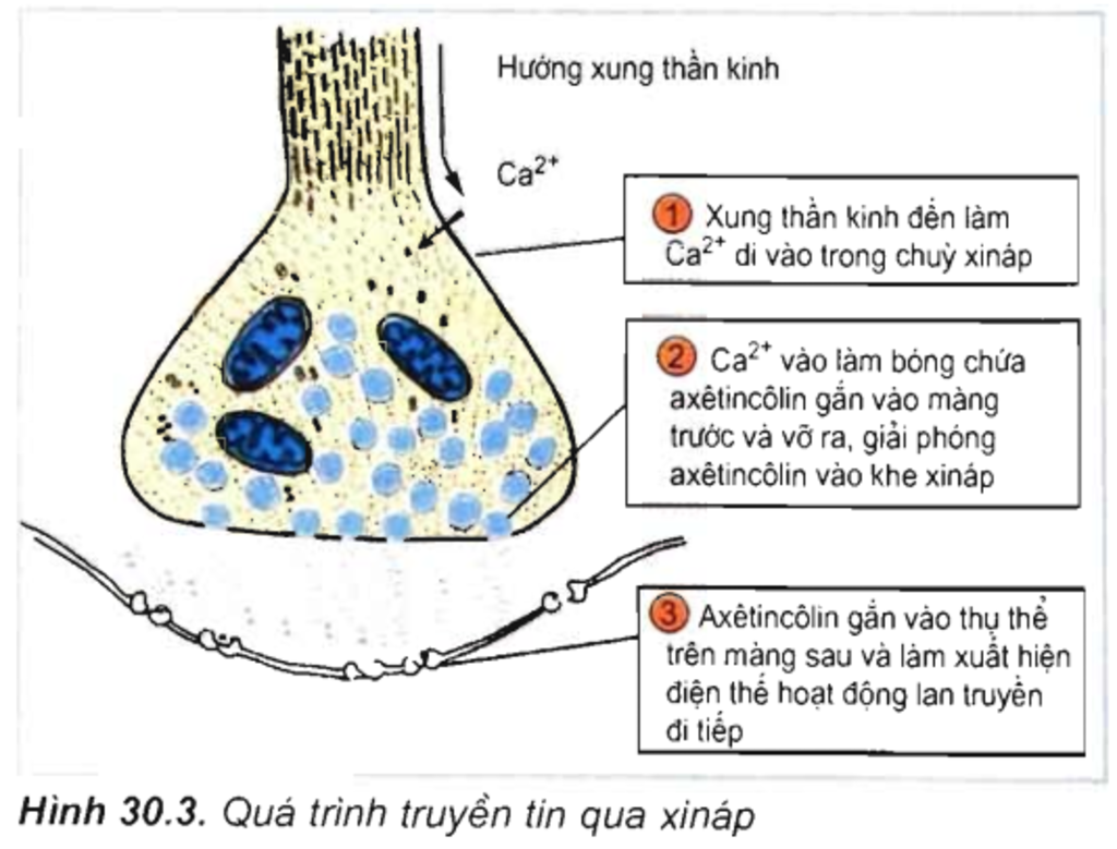 mo-ta-qua-trinh-truyen-tin-qua-inap-voi-trung-gian-hoa-hoc-la-aetincolin