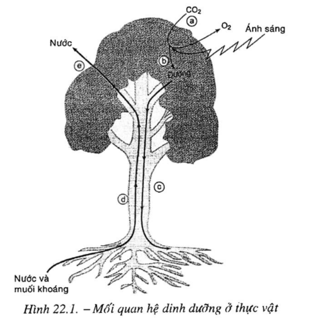 moi-quan-he-giua-cac-qua-trinh-dinh-duong-o-thuc-vat