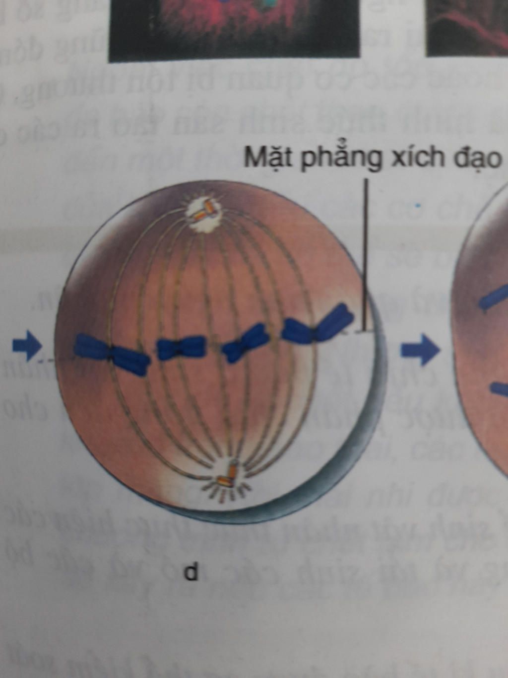 mot-chu-ki-te-bao-gom-may-chu-ki-de-biet-duoc-so-luong-va-hinh-dang-nhiem-sac-the-thi-chung-ta-c