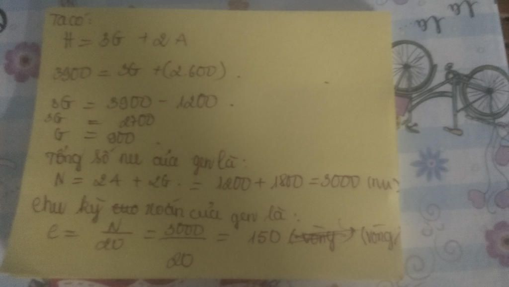 mot-gen-co-chua-600-cap-a-t-va-3900-lien-ket-hidro-so-chu-ki-oan-cua-gen-la-bao-nhieu