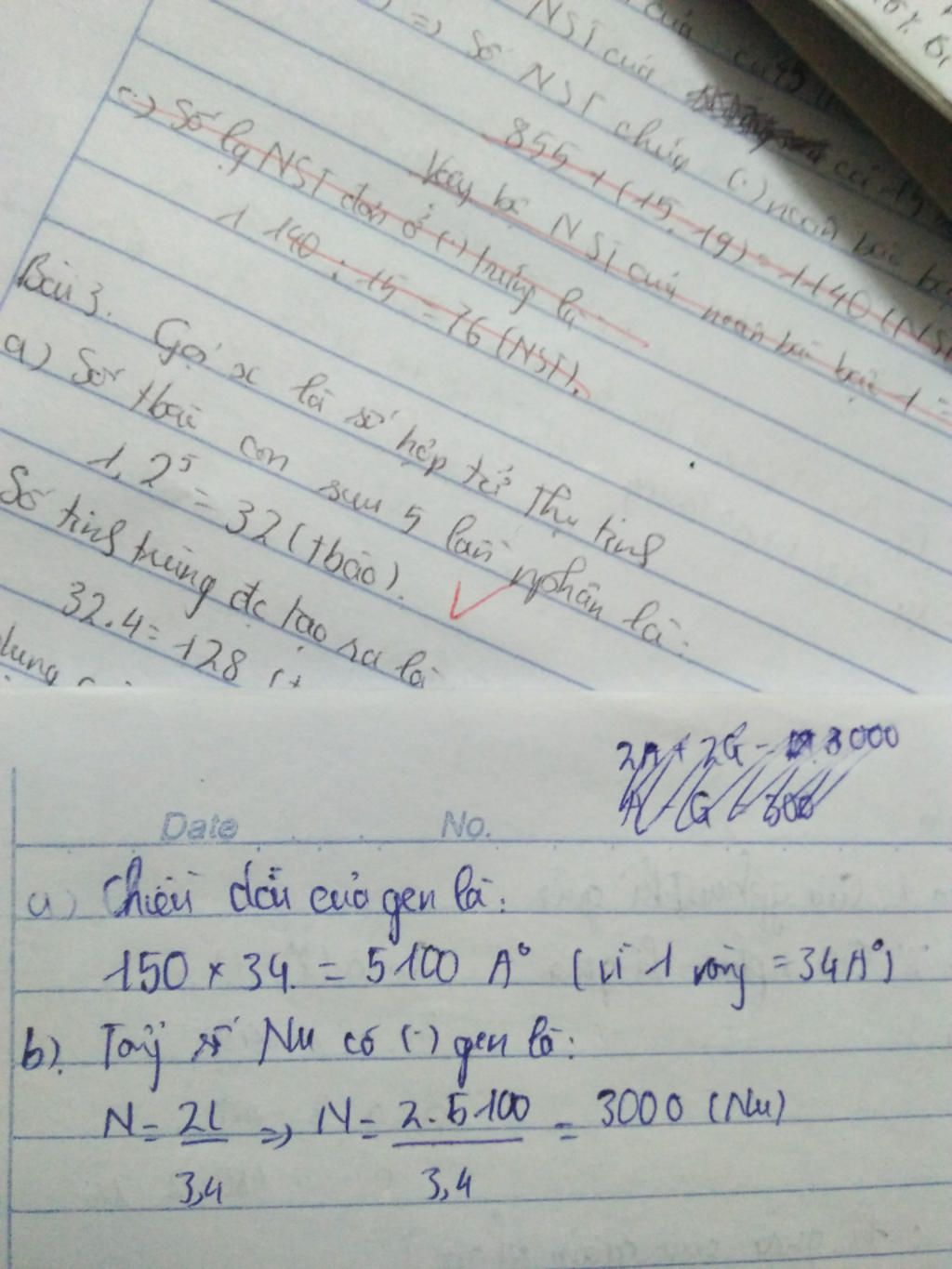 mot-phan-tu-adn-co-150-chu-ky-oan-hieu-giua-nu-loai-a-va-g-la-300-a-tinh-chieu-dai-cua-phan-tu-a