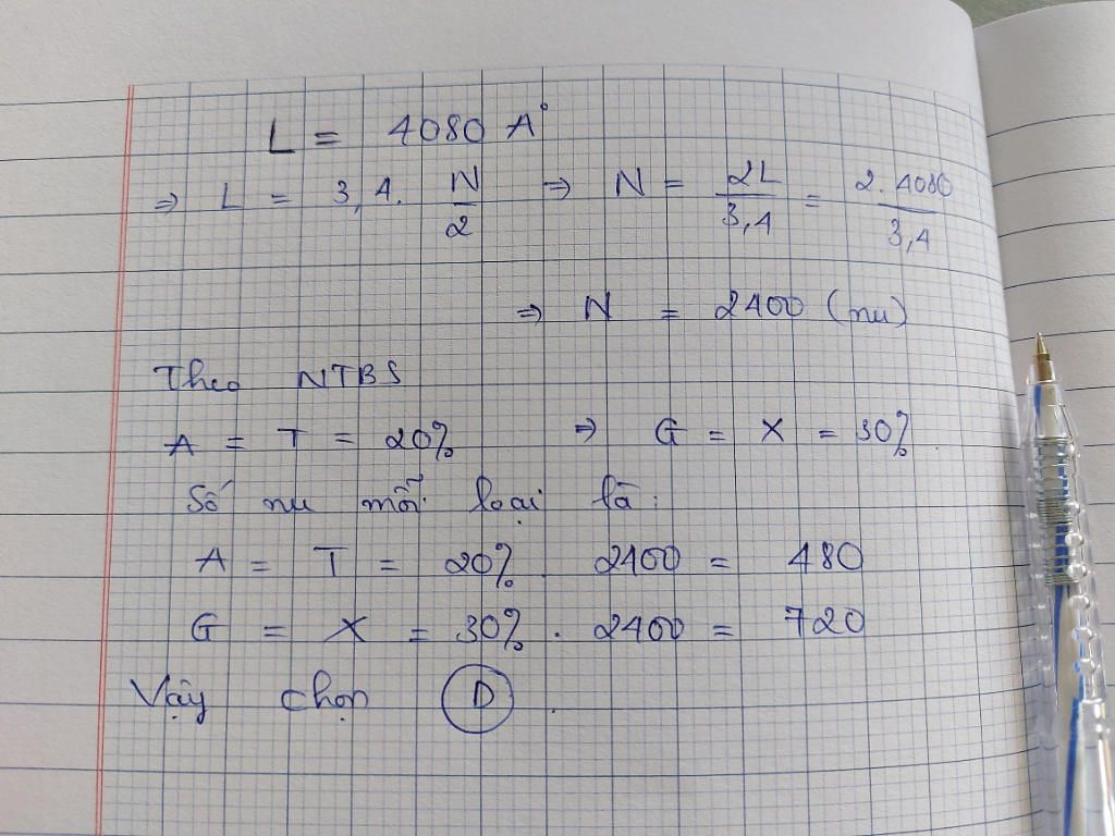 mot-phan-tu-adn-co-chieu-dai-4080a-trong-do-loai-timin-chiem-20-tong-so-nucleotit-so-nucleotit-m
