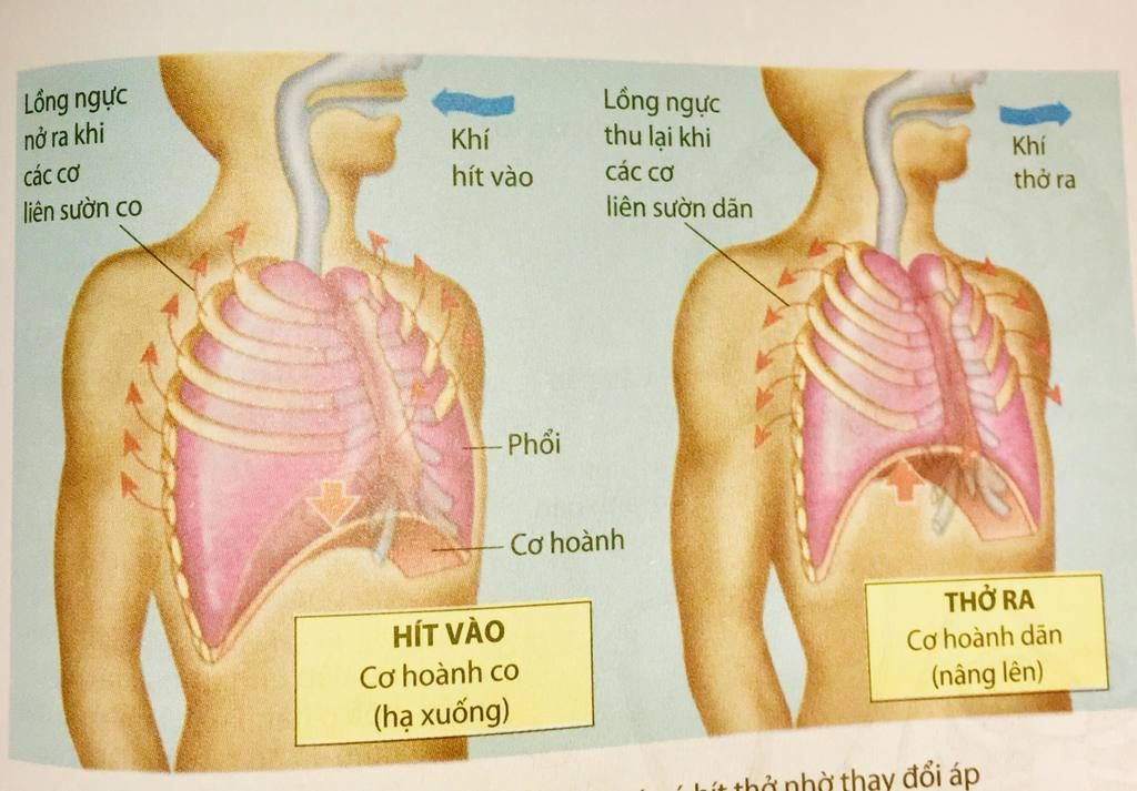 neu-cac-hinh-thuc-ho-hap-o-dv-cho-vd-ve-so-do-hoat-dong-trao-doi-khi-o-thu