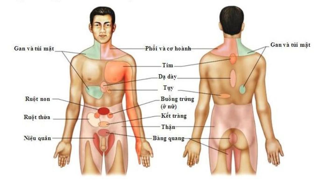 neu-cau-tao-ben-trong-cua-bo-phan-con-nguoi