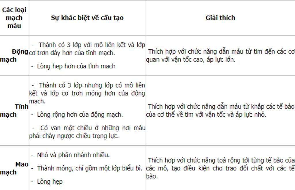 neu-cau-tao-cua-mau-cho-biet-chuc-nang-cua-huyet-tuong-va-hong-cau